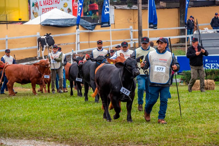 Ejemplares de la raza Brangus, durante los juzgamientos en Ruedo Central, de la Expo 2023.