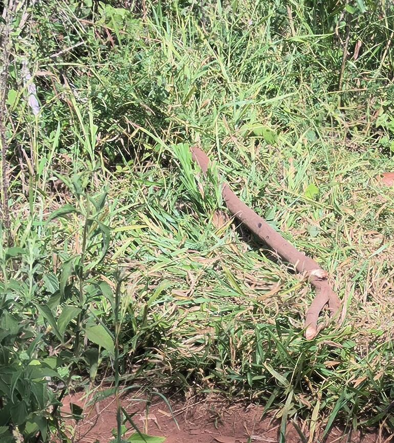 Según los expertos en Criminalística, esta rama de árbol habría sido utilizado por los criminales para matar a golpes a la víctima. 