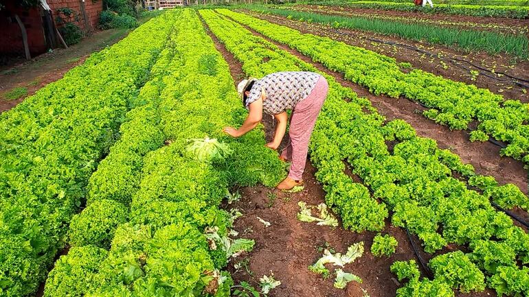 La señora Benigna Cardozo, desde hace 20 años trabajando en la producción hortícola en San Juan Bautista, Misiones.