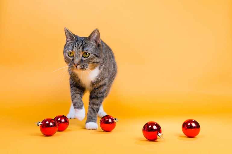 Gato en Navidad.