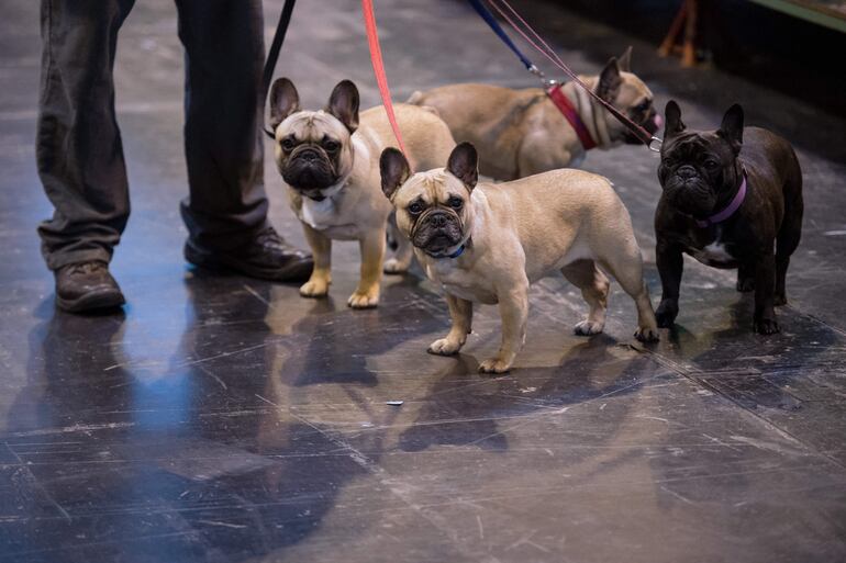  Bulldog inglés, Bulldog francés, Bóxer y Carlino son razas con una característica común, el hocico chato. Esto los hace susceptibles a enfermedades respiratorias. 