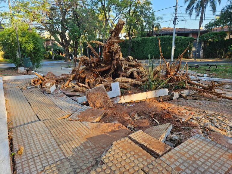 Las raíces del ejemplar de Tatarê (Chloroleucon tenuiflorum) que se cayó durante una tormenta, hace más de un mes, aún no fueron retiradas de una de las entradas de la plaza Pedro Juan Caballero, del barrio Mariscal Estigarribia de Asunción.