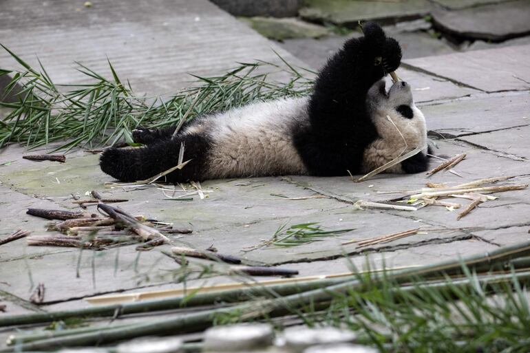 Una de las crías gemelas de la  panda gigante Ran Ran come bambú. 