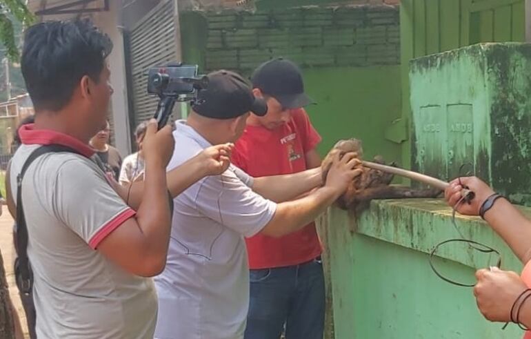 El mono fue rescatado por bomberos voluntarios y buscarán un lugar para reubicarlo.