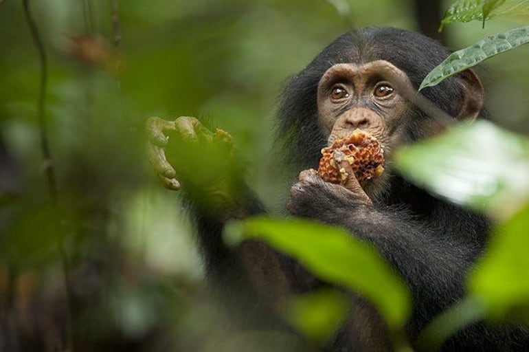 El antiguo director de la agencia de protección de la naturaleza de República Democrática del Congo y dos ex colaboradores fueron incluidos en la lista de sancionados de Estados Unidos por tráfico de gorilas, chimpancés y otras especies protegidas, según un comunicado oficial.