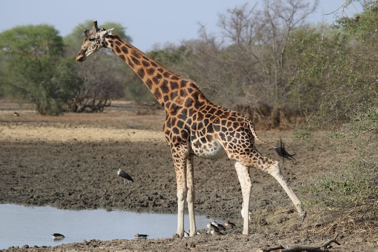 Parque Nacional de Zakouma, Chad.