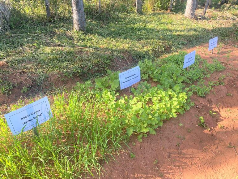 La producción de abono verde para incorporar en la fincas productivas formó parte de la capacitación a universitarios y productores.