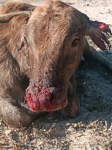 Un grupo de 7 perros atacaron a un grupo de ganados vacunos, muchos salieron lastimados y 6 fallecieron.