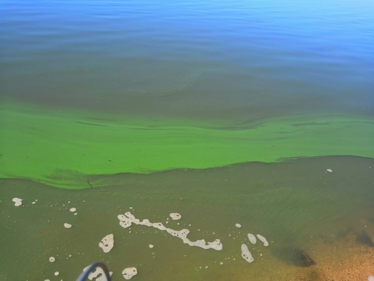 El lago Ypacaraí contaminado por cianobacterias que lo tiñen de verde.