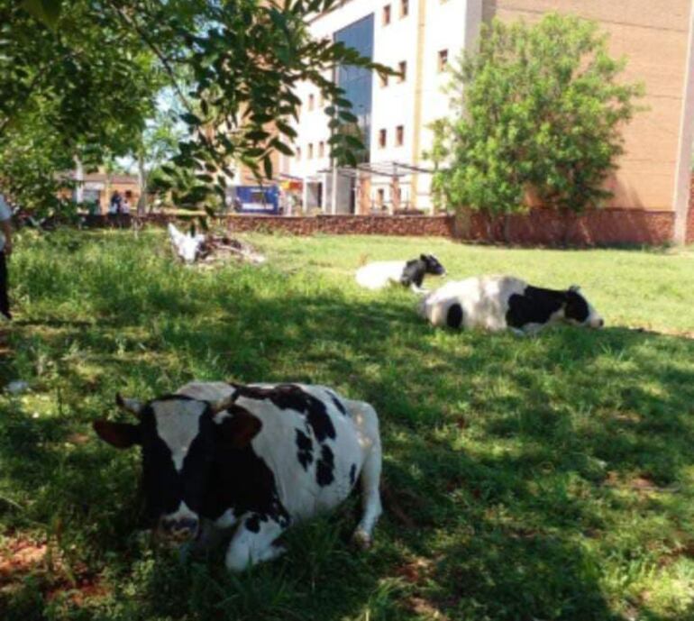 Pobladores y automovilistas denuncian la presencia de vacas cerca del Juzgado de Primera Instancia de San Lorenzo.