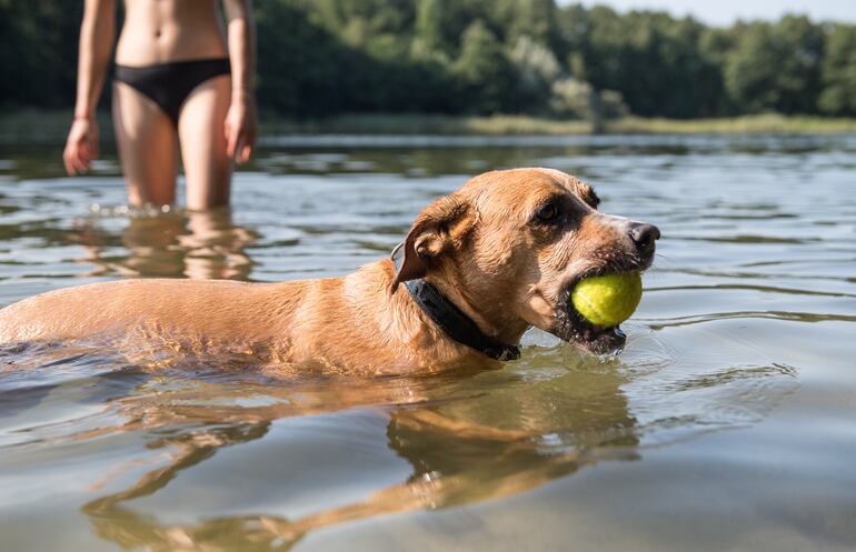 Si el perro lleva la cola en una postura tensa y desacostumbrada después de un baño en agua fría, debe consultarse a un veterinario. Puede deberse a un daño muscular.