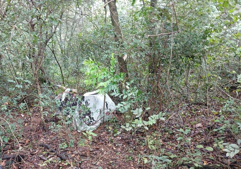 Recuperan un animal vacuno en el distrito de Acahay.