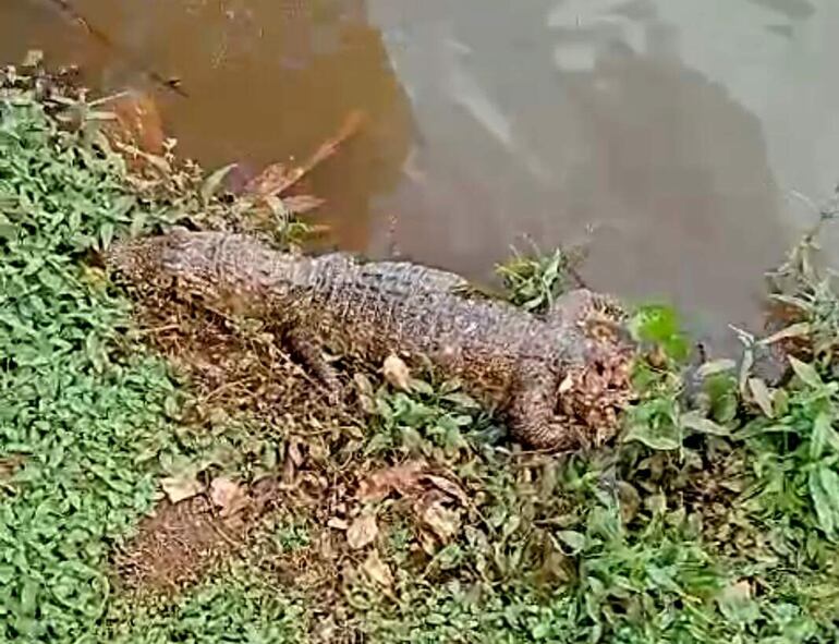 Sospechan que el animal fue atacado por cazadores.