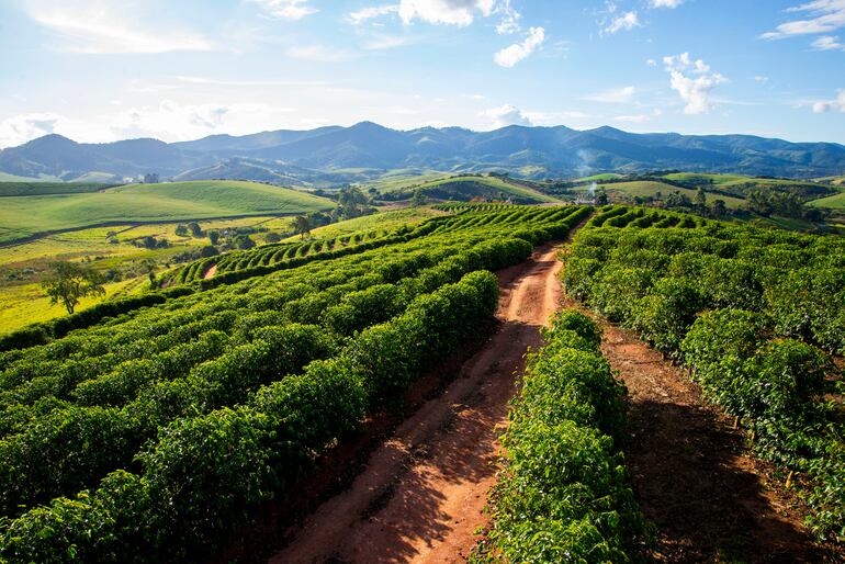 Cafetales de Minas Gerais, Brasil.