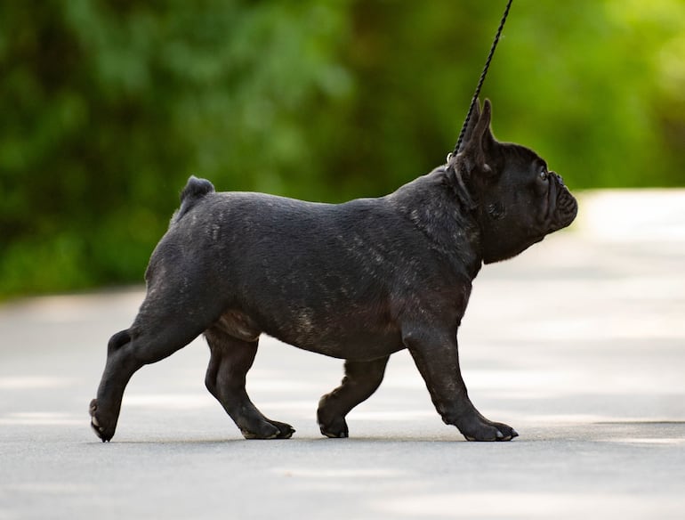 Perro de raza Bulldog Francés.