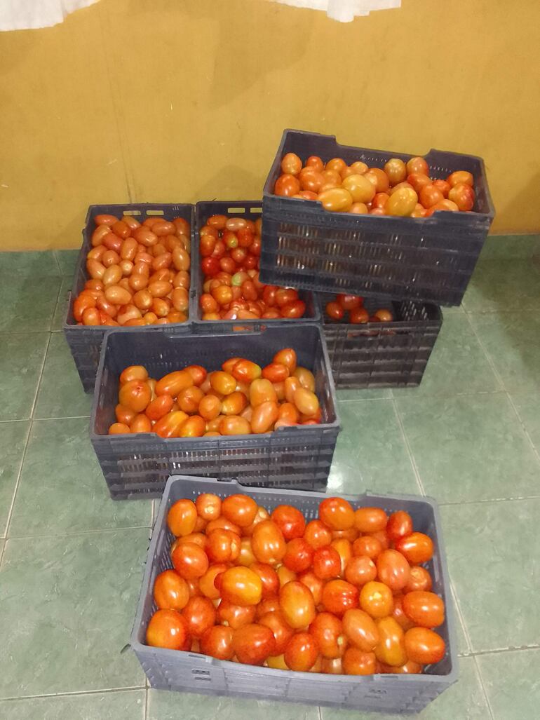 
El tomate producido por Pablino Candia es de muy buena calidad y el precio muy accesible.