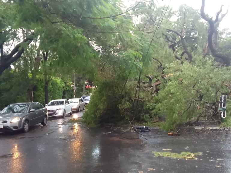 El imponente árbol tras desprenderse de raíz, en la calle Alas Paraguayas.