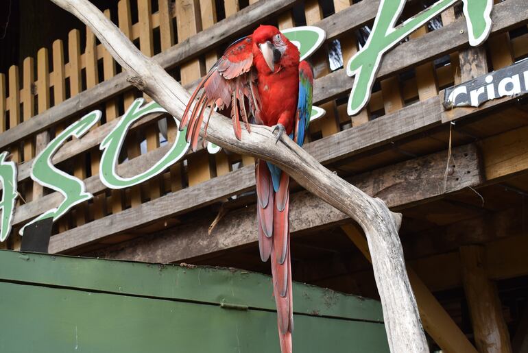 Pepe, el guacamayo encantador de Asora Py. 