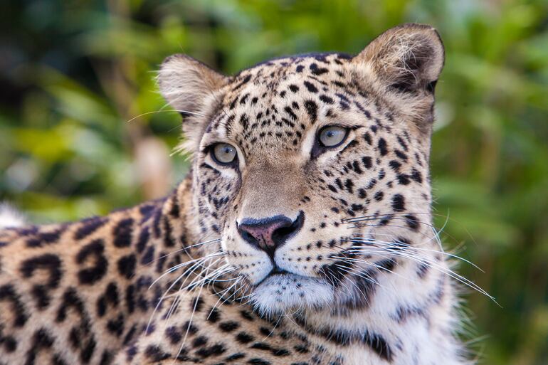 Leopardo del Amur.