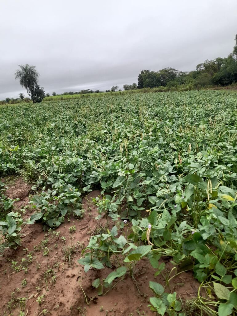 El cultivo de poroto es otro de los rubros favorecidos con la lluvia.