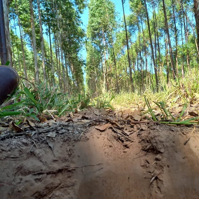 Estudios revelan el empobrecimiento del suelo a raíz de los eucaliptales.