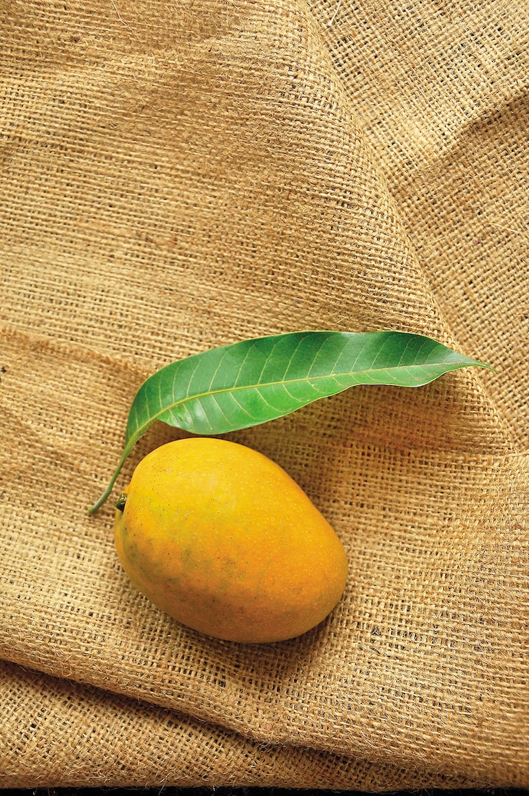 Mango paraguayo apunta a mercados internacionales