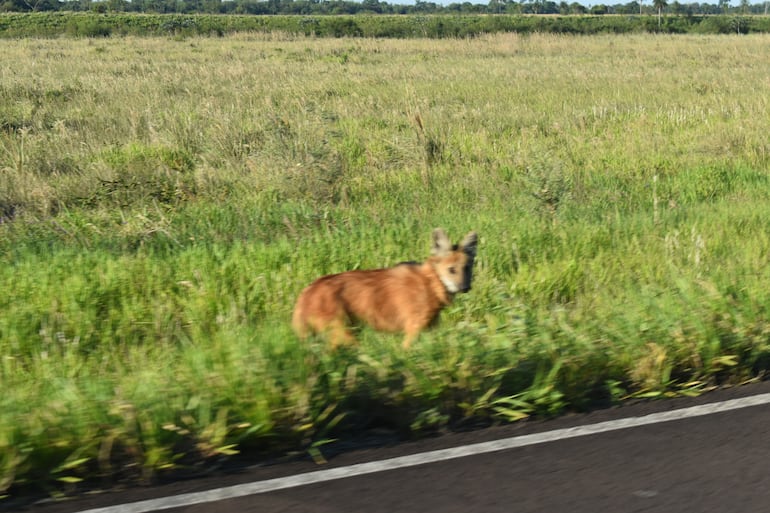 aguará guazú