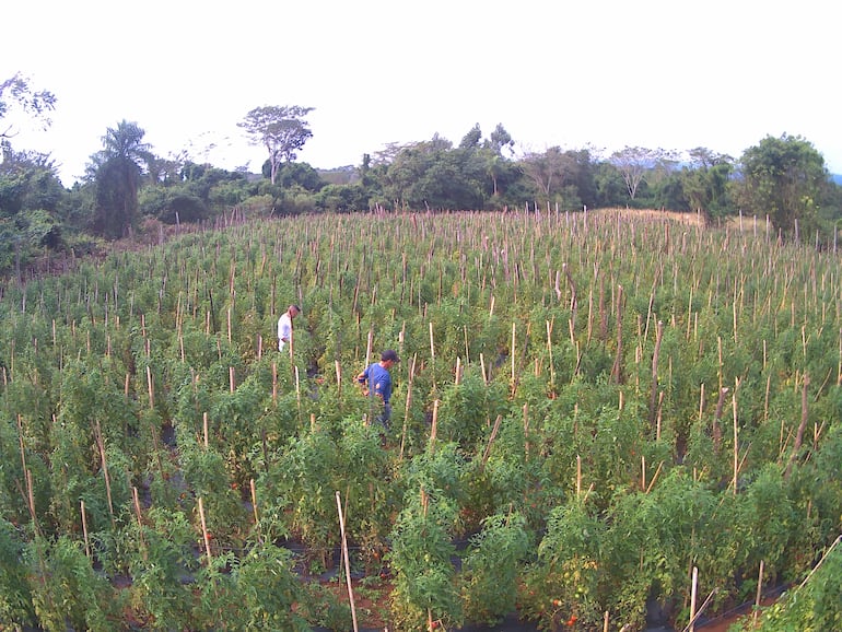 Extensa plantación de tomate en Coronel Oviedo .