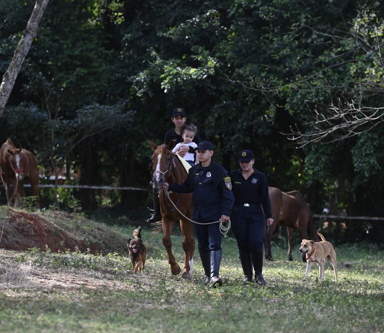 Los caballos retirados de la Agrupación Montada prestan servicio de equinoterapia.