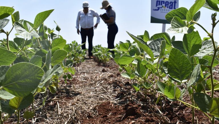 Apuntan a crear soja con mayor tenor de proteína