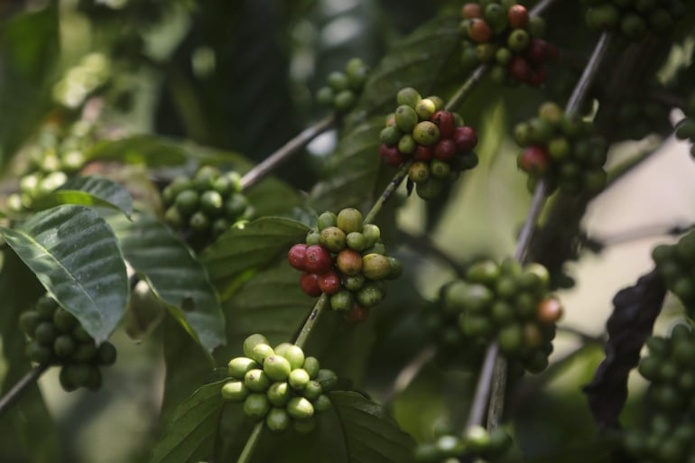 En los alrededores de la cuenca hidrográfica del Canal de Panamá un pequeño grupo de agricultores ha visto potenciar sus fincas de café en los últimos años.