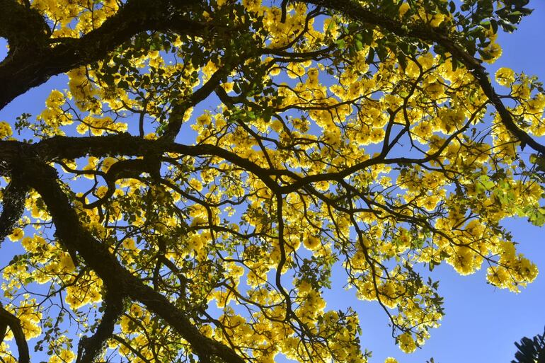 Lapachos amarillos florecen y hermosean Asunción.