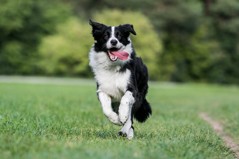 Un perro border collie.