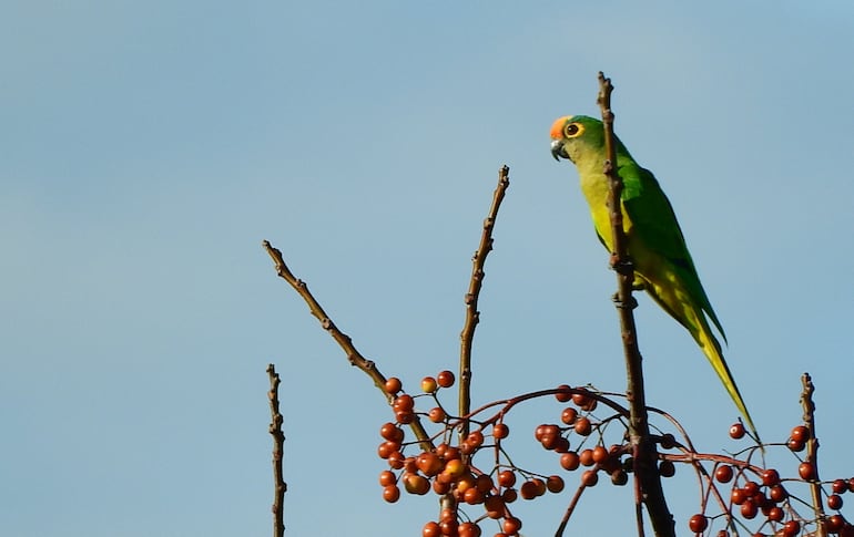 En Paraguay, hay 23 especies de loros, aunque solo se conocen algunas más comunes, como las cotorras, el loro chaqueño y los guacamayos.