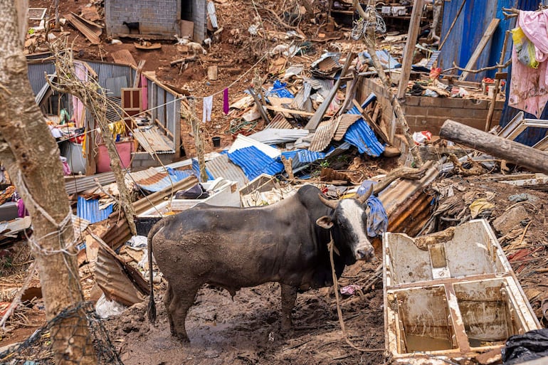 Un toro entre los escombros en la localidad de Vahibe, en Mayotte.