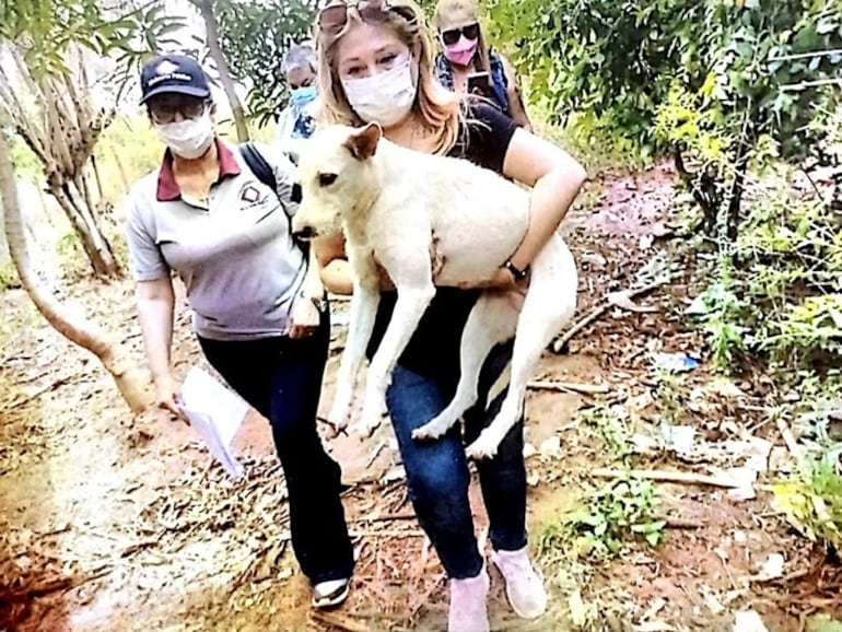 Perro rescatado tras ser abusado sexualmente por su propietario.