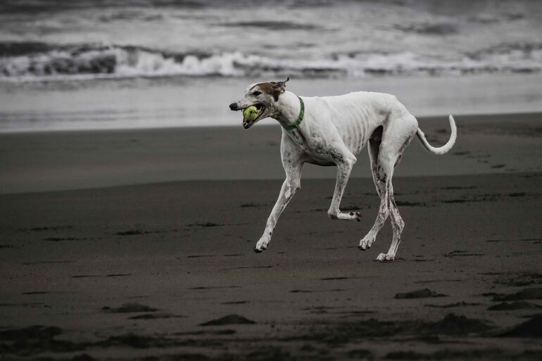 Un perro juega con una pelota en playa Jacó, Costa Rica.