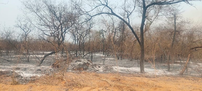 El fuego ya destruyo mas de 170.000 hectareas en la zona de Chovoreca, la imagen es mas que elocuente el tremendo daño causado una vez más a la madre naturaleza.