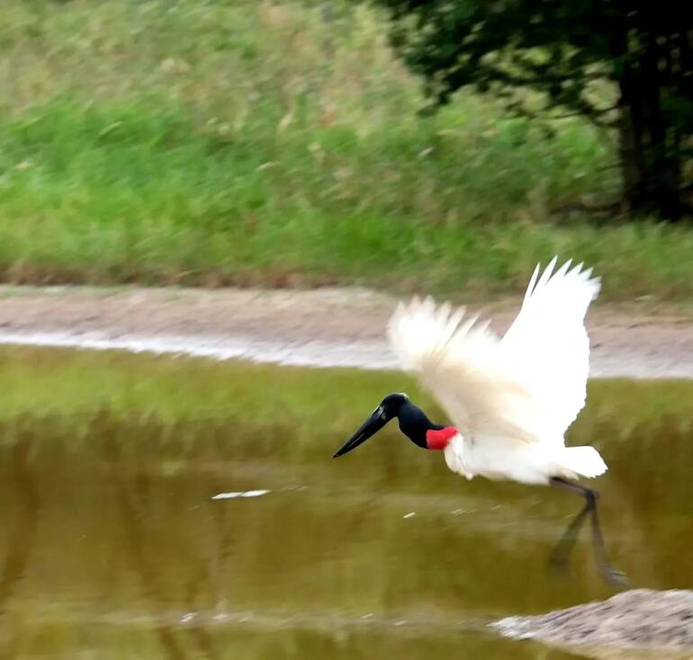 Hermoso ejemplar de tuyuyu cuartelero, en zona del pantanal.