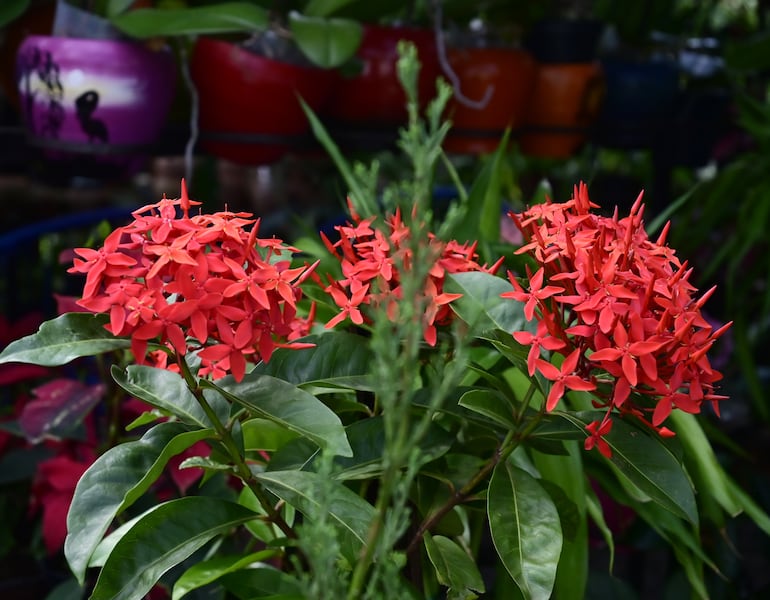 Ixora.