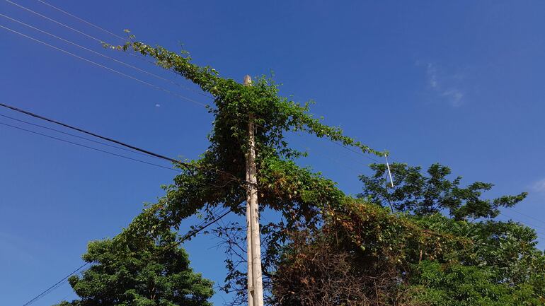 San Antonio: denuncian cortes permanentes de energía y la falta de poda