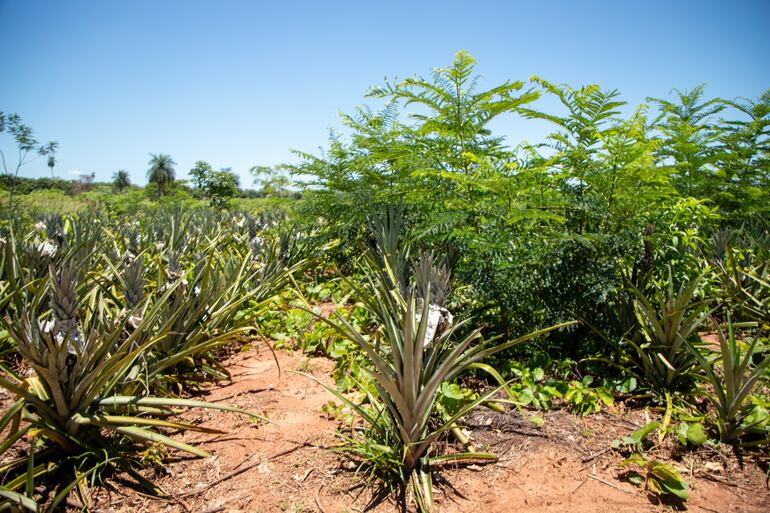 En Capiibary, mediante un proyecto de resilencia, comunidades campesinas mejoraron sus métodos de producción para luchar contra los efectos del cambio climático y mejorar su calidad de vida.