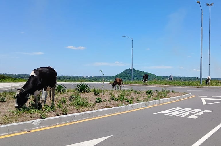 Vacas sueltas en los paseos centrales de la Costanera Sur, llena de malezas.