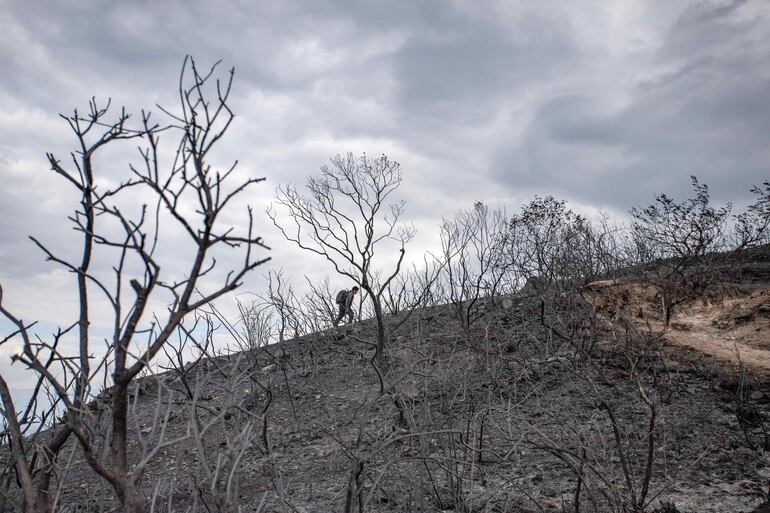 Fotografía del 24 de septiembre de 2024 de una persona caminando en medio de un área quemada por los incendios forestales en Perú, en la región de la Amazonía.