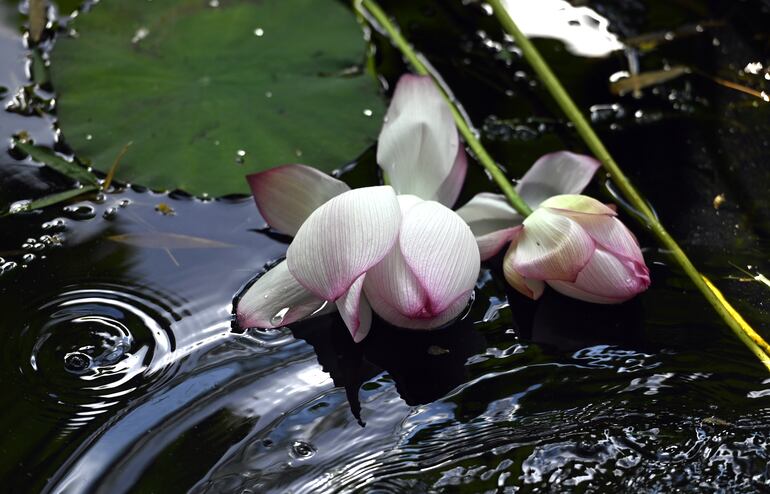 La diosa de la misericordia tiende una flor de loto en sus manos.