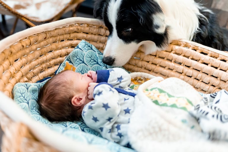 Perro chihuahua olfatea a un bebé.