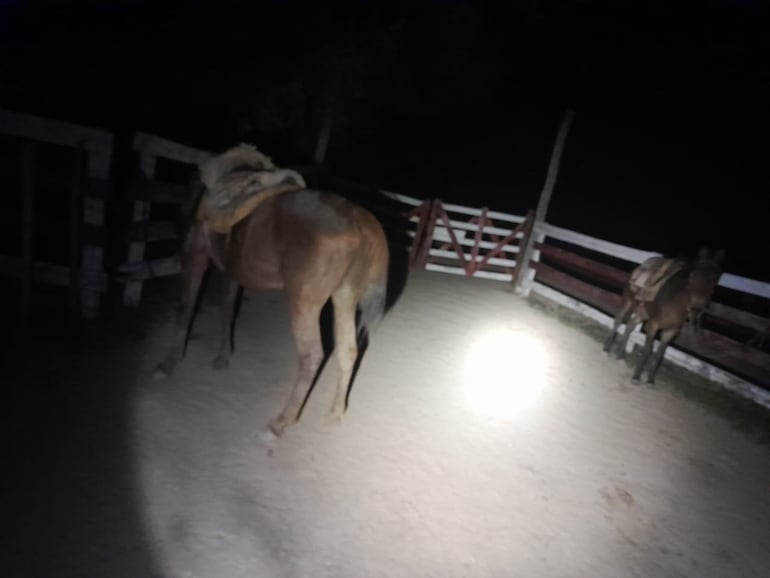 Los caballos con sus respectivas monturas, pertenecientes a la estancia Parapiti, donde el empleado infiel estaba a punto de faenar un ejemplar vacuna.