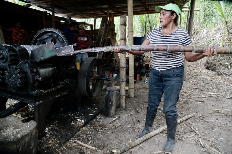 Marcia Dután trabaja en la elaboración de panela, el 3 de agosto de 2023, en la localidad rural de Pacto (Ecuador). Una verde y exuberante vegetación es la puerta de entrada al Chocó Andino, una reserva de la biosfera de excepcional riqueza natural y cultural que ocupa parte del área metropolitana de Quito y que afronta un plebiscito para prohibir la minería legal.