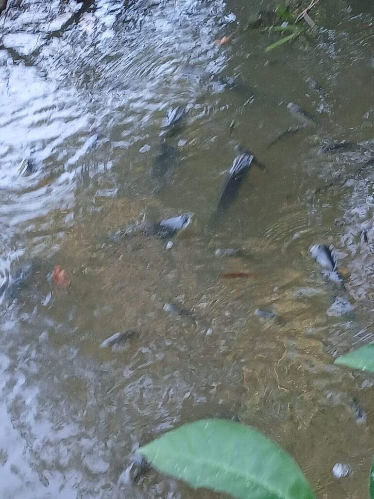 La contaminación del arroyo sería la causa de mortandad de peces, aseguró el pescador.