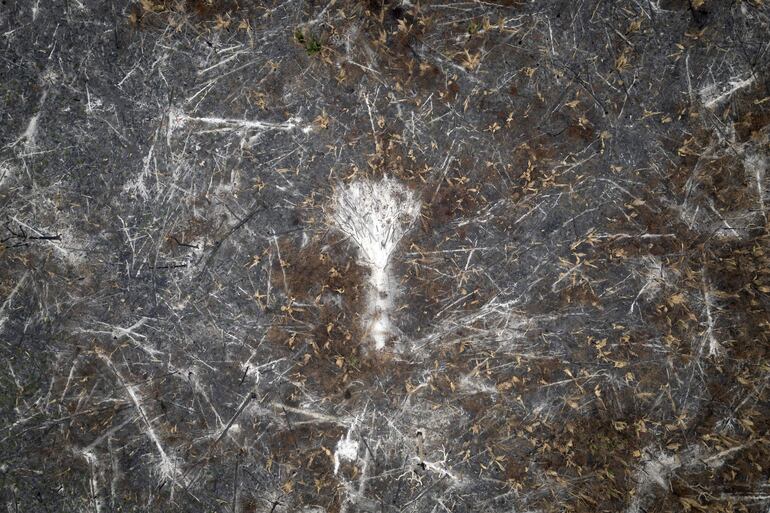 Fotografía aérea que muestra un área quemada debido a los incendios en el Parque Estatal Guajará Mirim el pasado miércoles en la ciudad de Nova Mamoré (Brasil). El parque natural de Guajará-Mirim, uno de los puntos más calientes de la ola de incendios que vive Brasil, tiene ya un tercio de su territorio quemado ante la desesperación de un puñado de bomberos que no da abasto. 